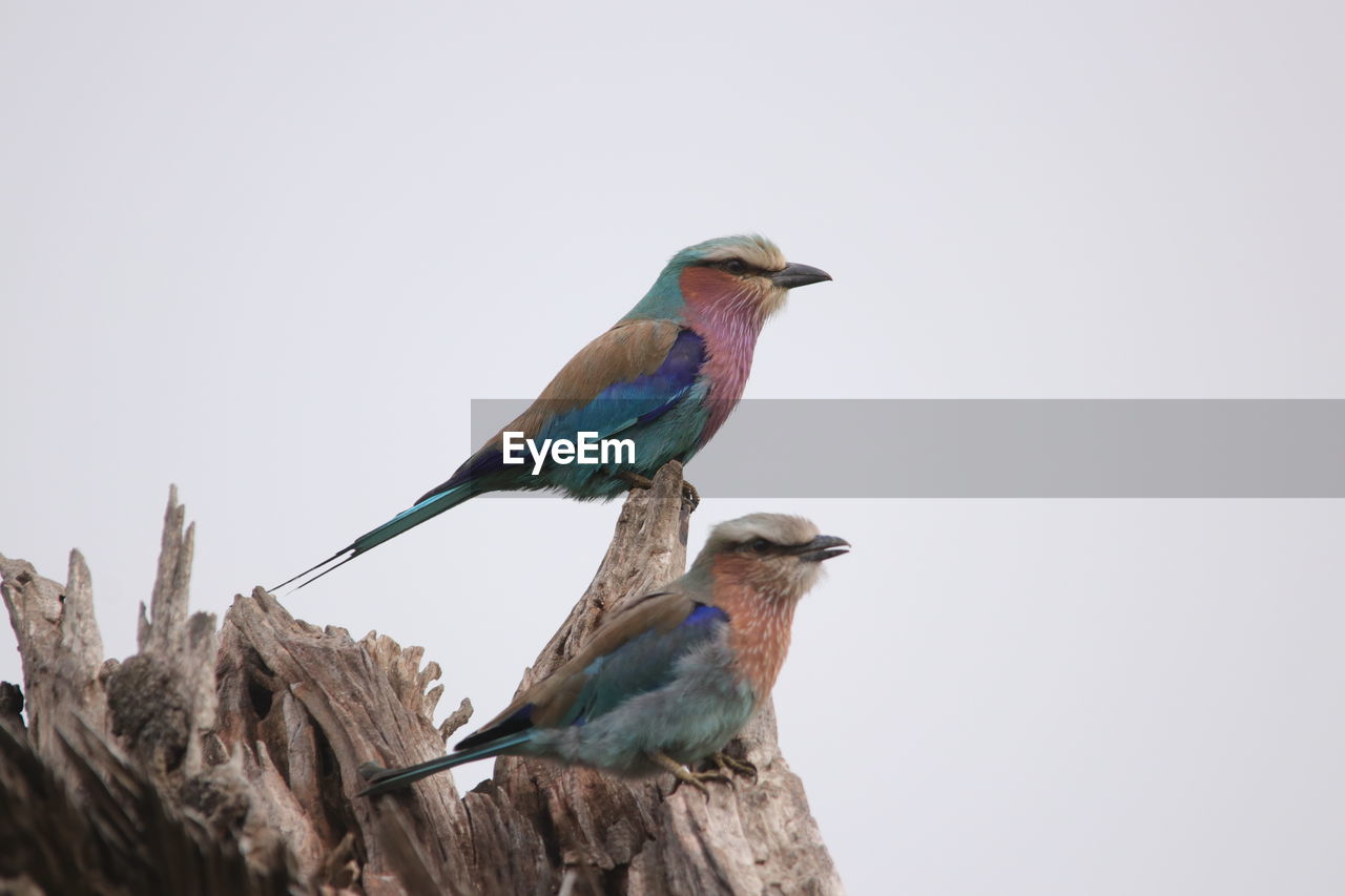 CLOSE-UP OF BIRD PERCHING ON CLEAR SKY