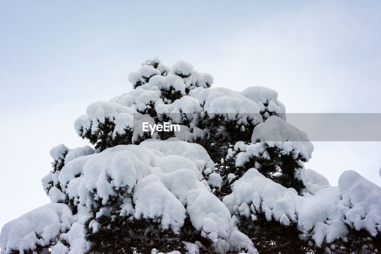 Low angle view of snow covered trees against sky