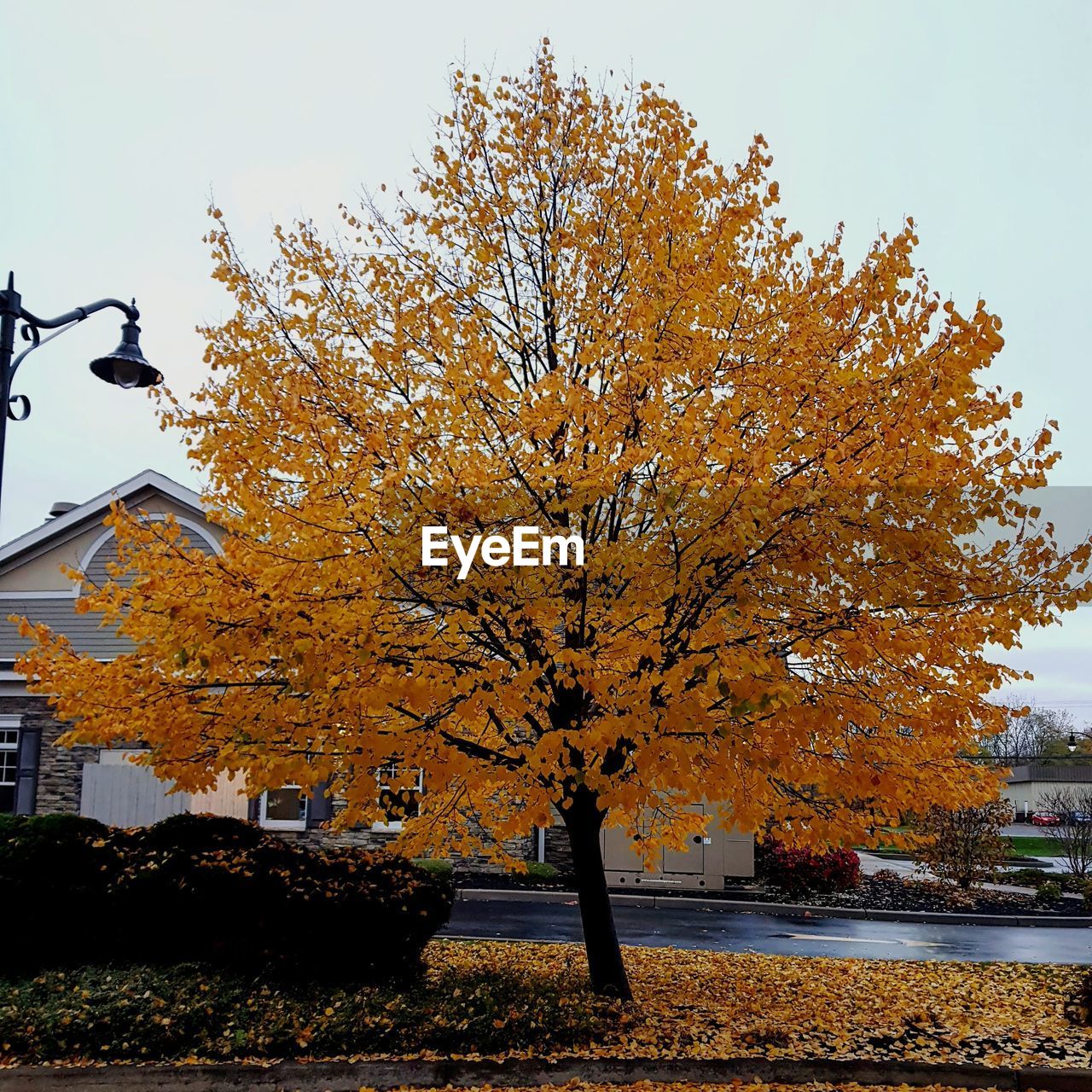 TREE BY BUILDING AGAINST SKY DURING AUTUMN AGAINST CLEAR BLUE BACKGROUND