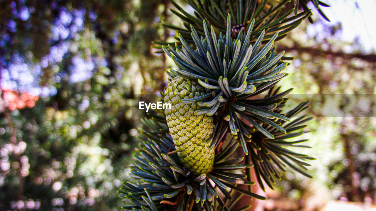 CLOSE-UP OF PINE CONES ON TREE