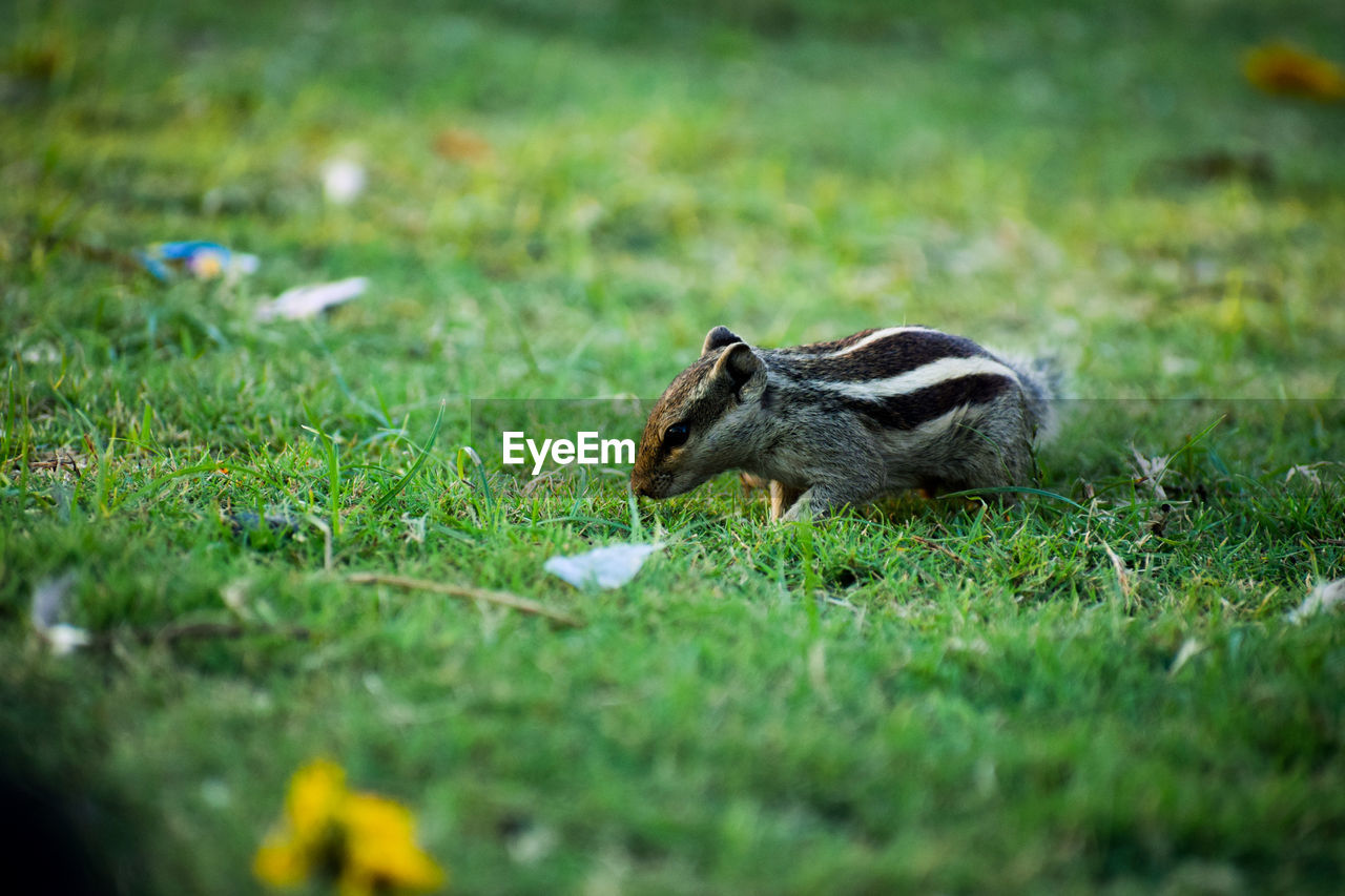 SQUIRREL ON GRASSY FIELD