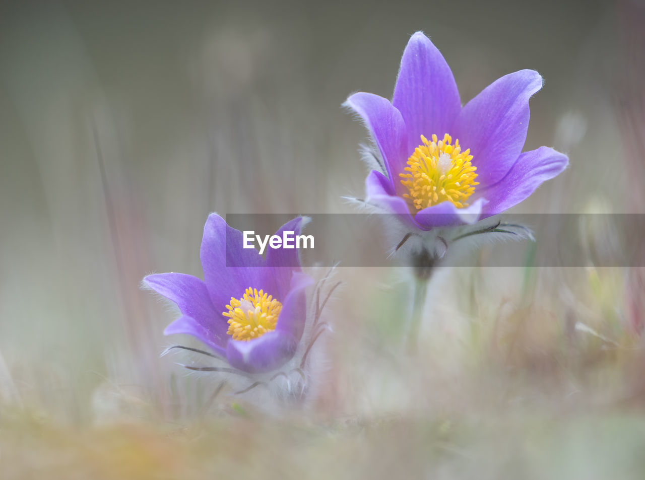 Close-up of purple crocus flower