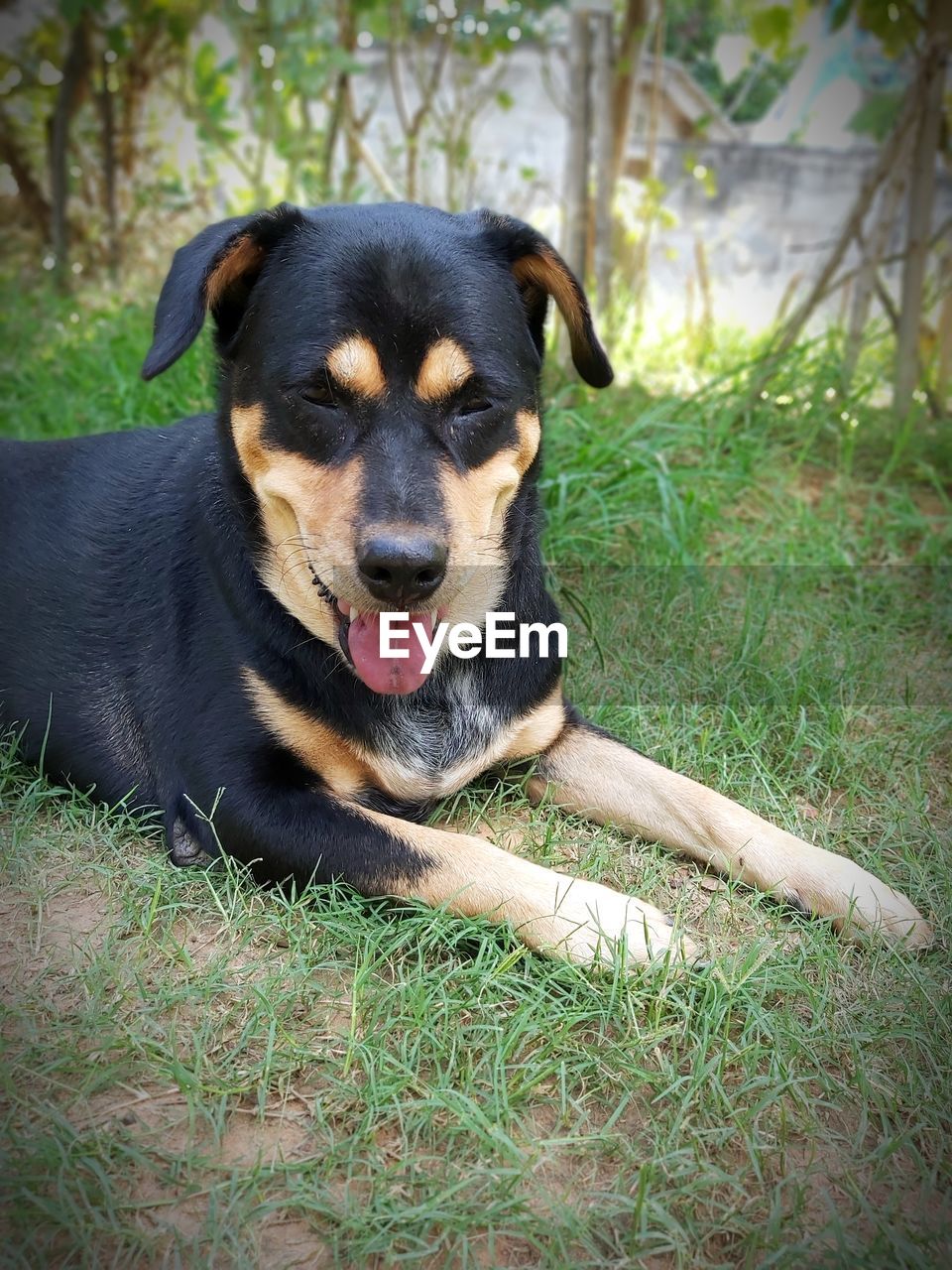 PORTRAIT OF DOG ON FIELD