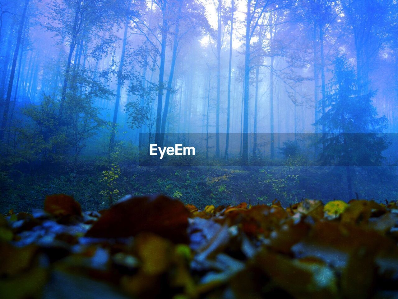 Close-up of trees in forest during autumn