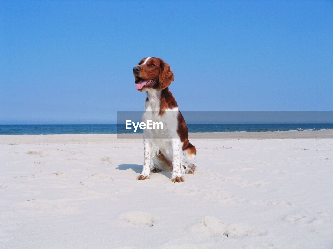 Dog on beach against clear sky