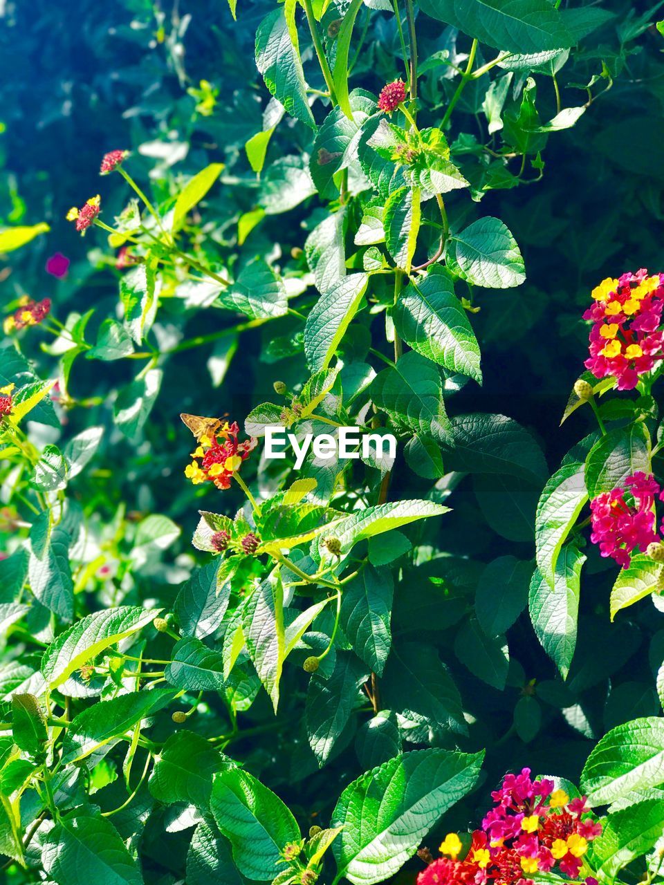 CLOSE-UP OF FRESH WHITE FLOWERS BLOOMING IN PLANT