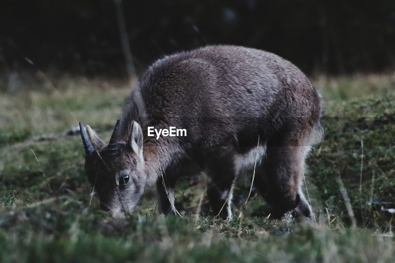 VIEW OF DEER GRAZING IN FIELD