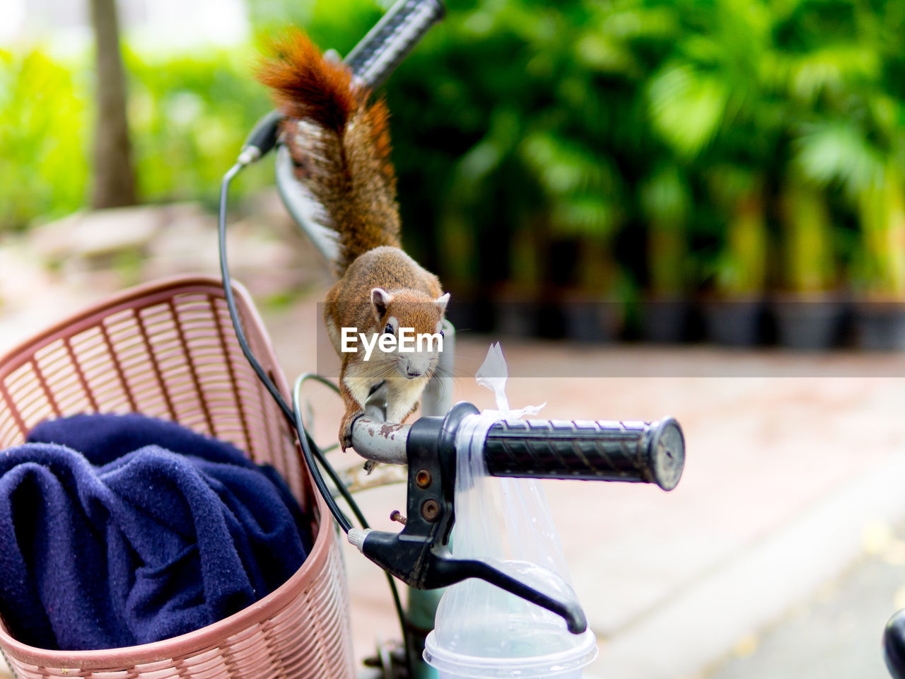 CLOSE-UP OF A HORSE IN A BICYCLE