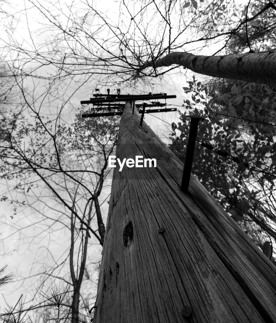 LOW ANGLE VIEW OF TREE AGAINST SKY