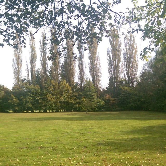 TREES ON GRASSY FIELD