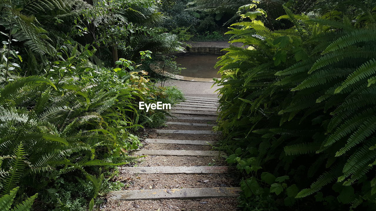 Narrow pathway along trees