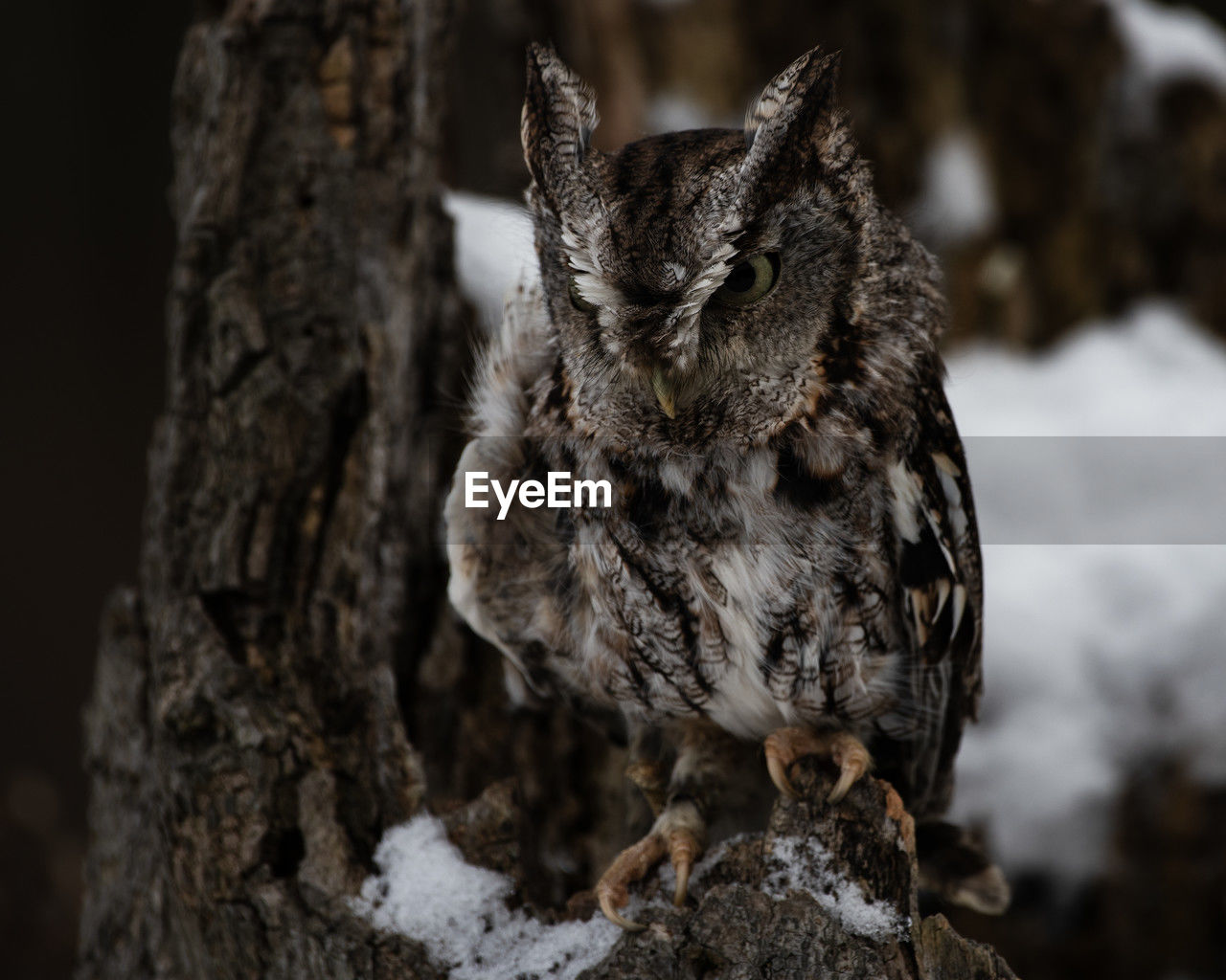 animal themes, animal, owl, close-up, bird, wildlife, animal wildlife, one animal, tree, nature, no people, focus on foreground, tree trunk, outdoors, winter, trunk, full length, bird of prey