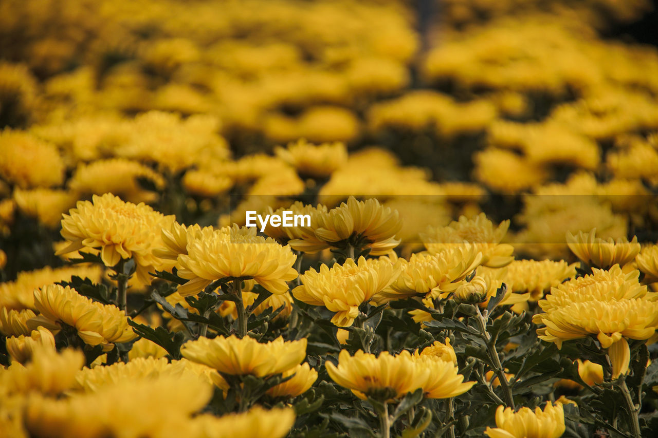 CLOSE-UP OF YELLOW FLOWERING PLANT