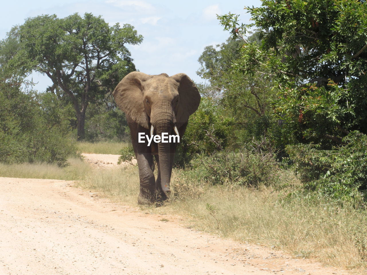 Dad elephant down the road