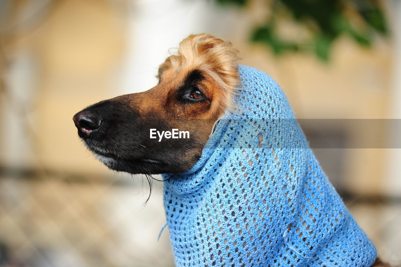 CLOSE-UP OF A DOG LOOKING AWAY OUTDOORS