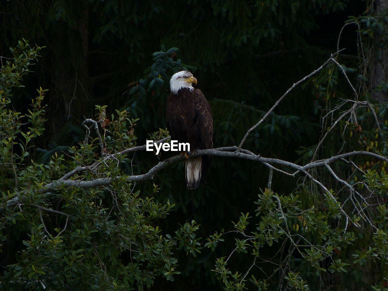 Bald eagle perching on branch in forest
