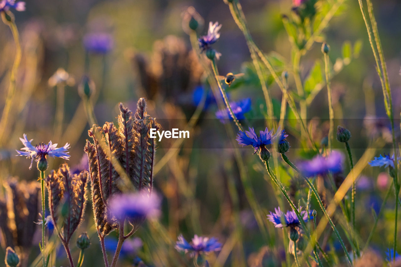 Close-up of purple flowering plants on field