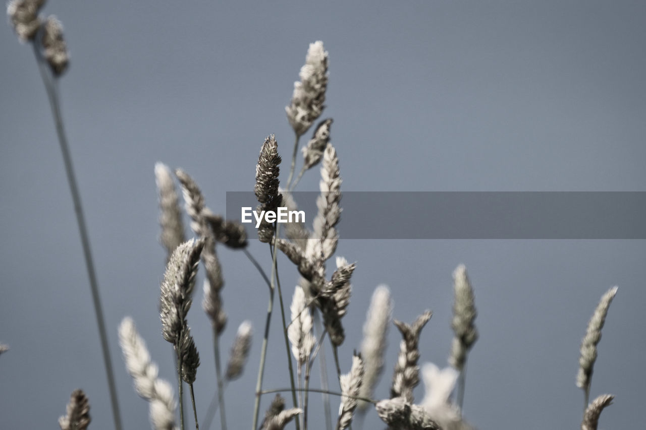 Low angle view of stalks in field against sky