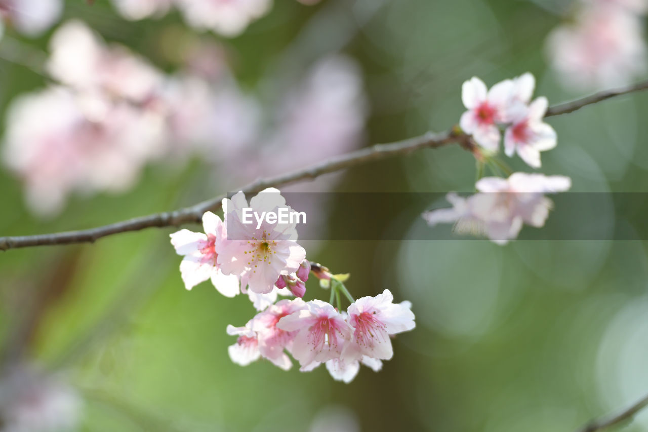 plant, flower, flowering plant, freshness, fragility, blossom, beauty in nature, pink, springtime, tree, branch, nature, close-up, growth, food, flower head, produce, inflorescence, cherry blossom, petal, focus on foreground, fruit, no people, outdoors, white, fruit tree, food and drink, twig, day, cherry tree, selective focus, botany, macro photography, cherry, pollen, spring