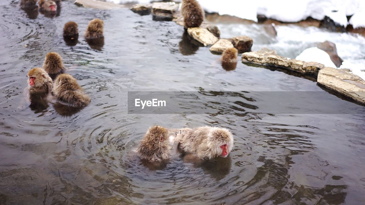 Japanese macaques in hot spring