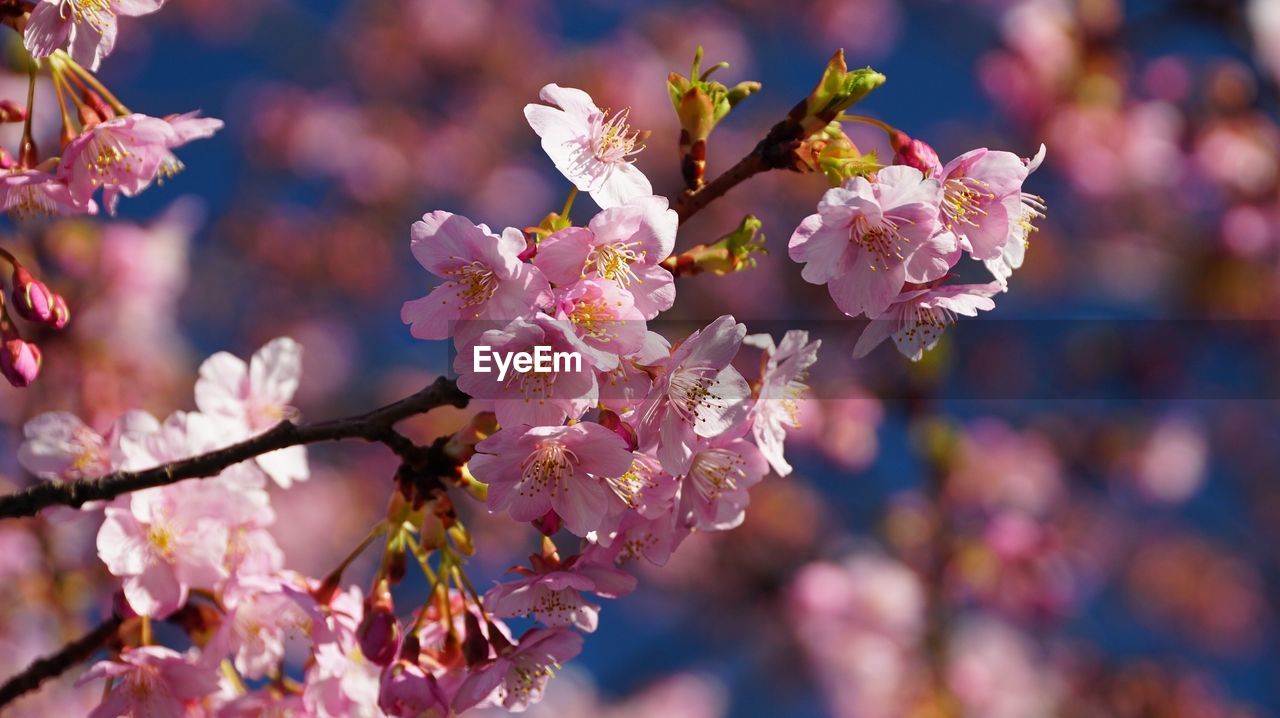 CLOSE-UP OF PINK FLOWERS BLOOMING ON TREE