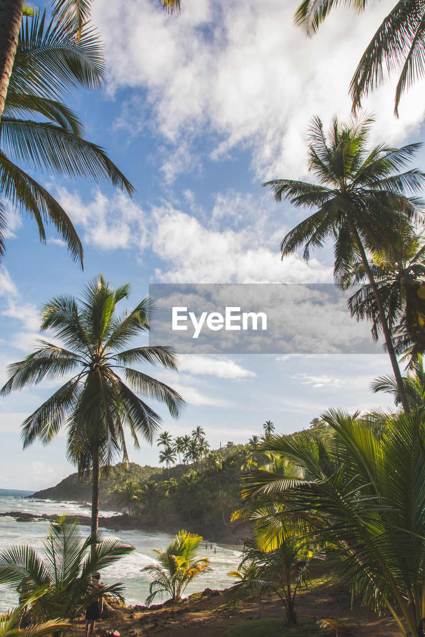 Palm trees against sky