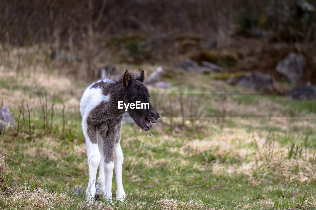 Foal standing in a field