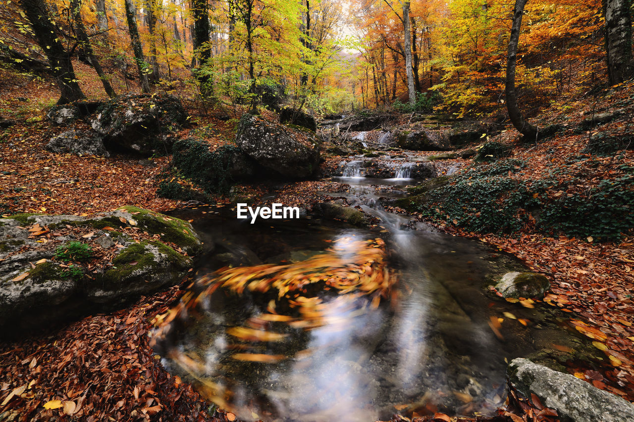 RIVER FLOWING THROUGH ROCKS IN FOREST