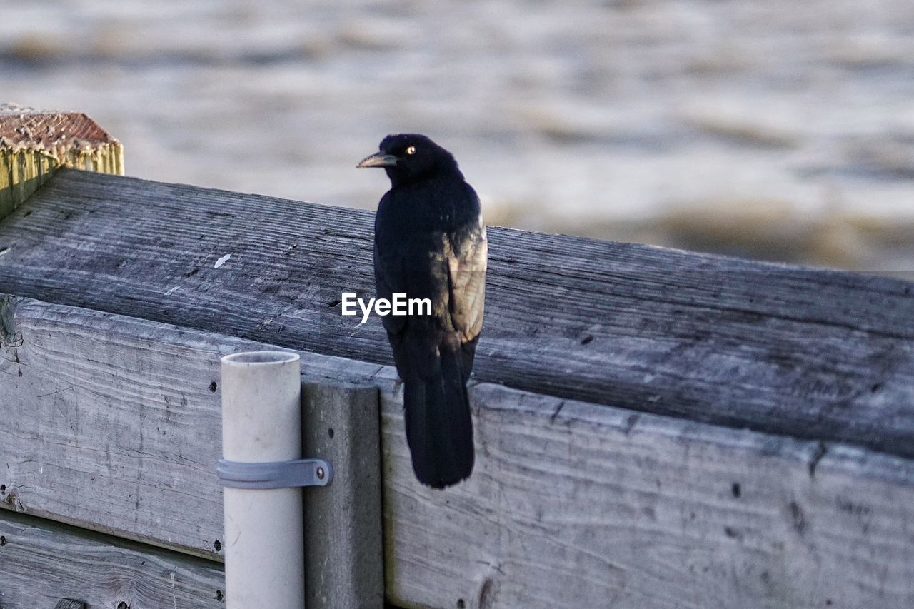 Black bird perching on fence