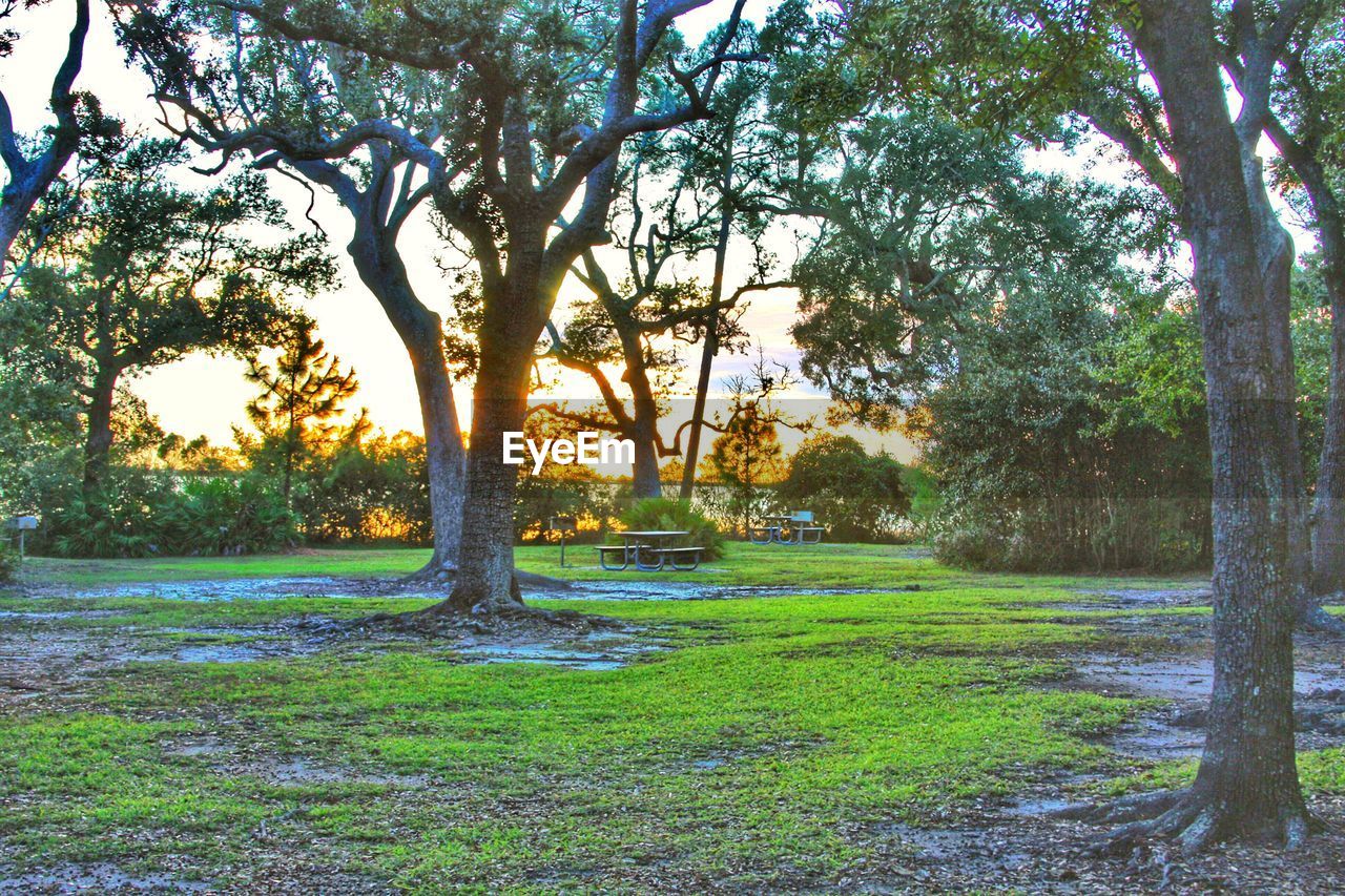 VIEW OF TREES ON FIELD