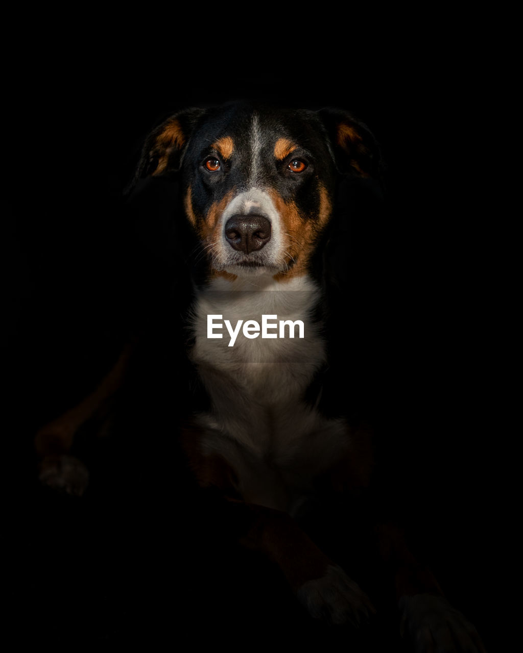 PORTRAIT OF DOG LOOKING AT CAMERA