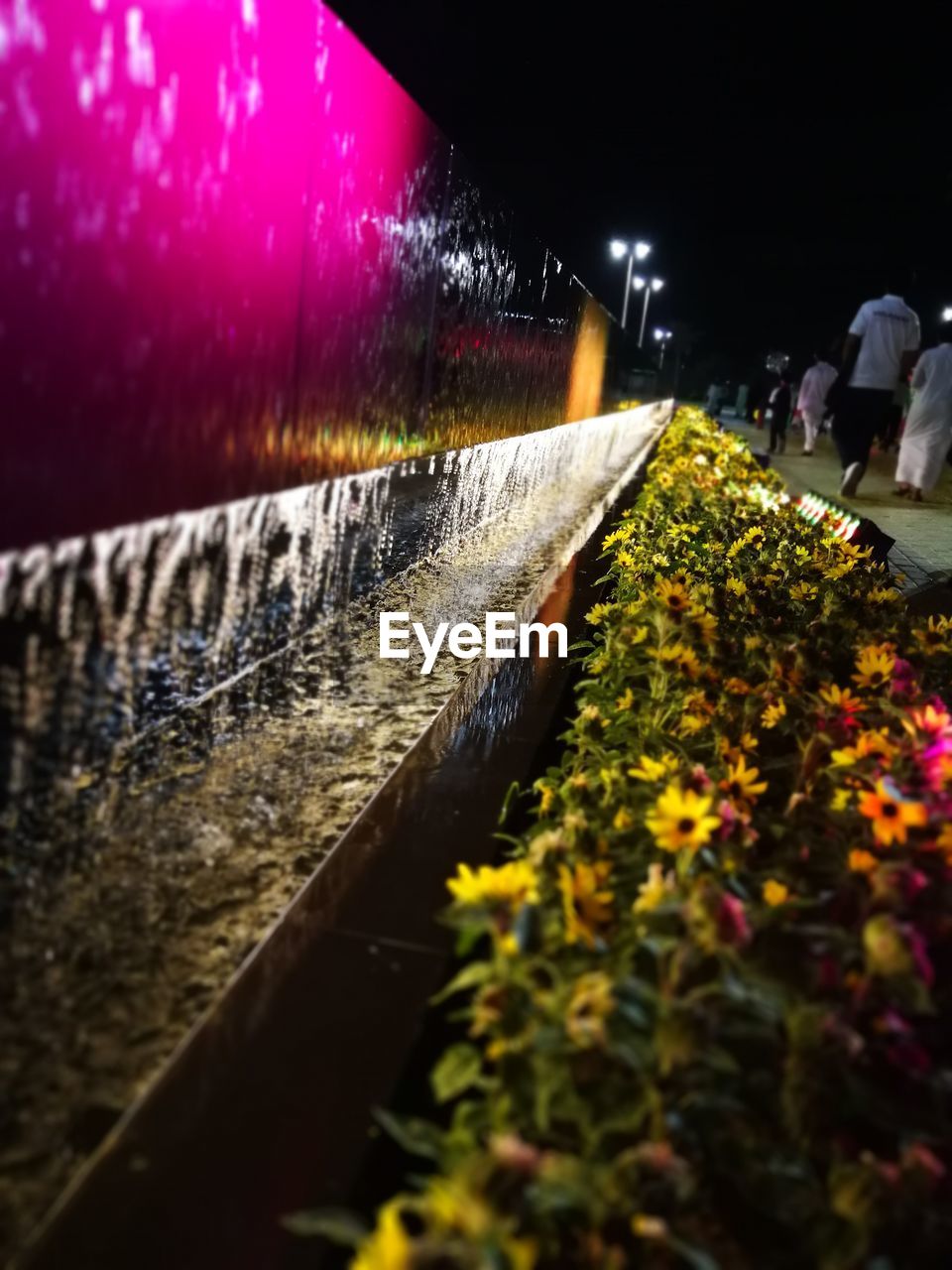 VIEW OF ILLUMINATED FLOWER AT NIGHT