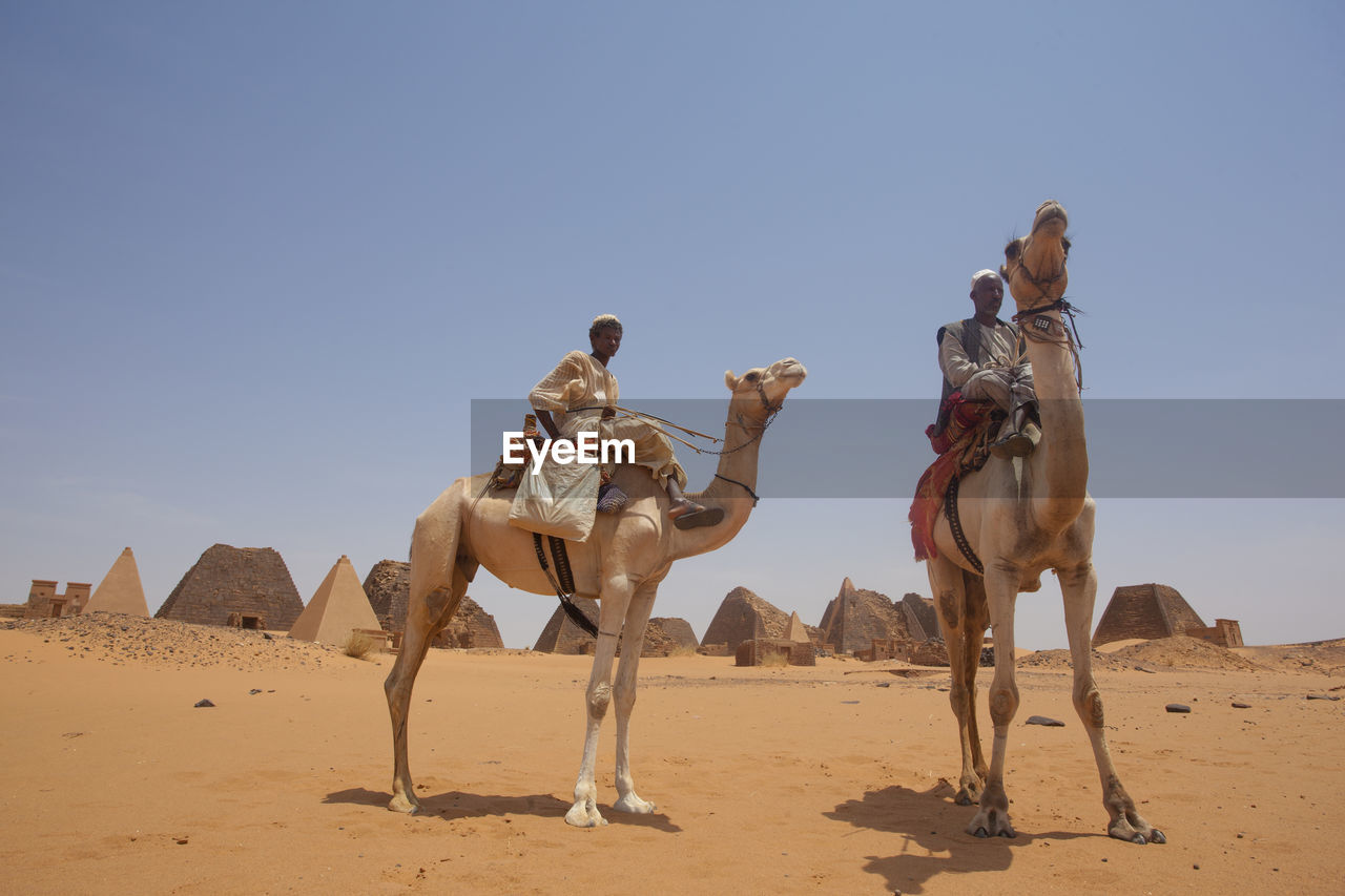 PANORAMIC VIEW OF HORSE ON SAND