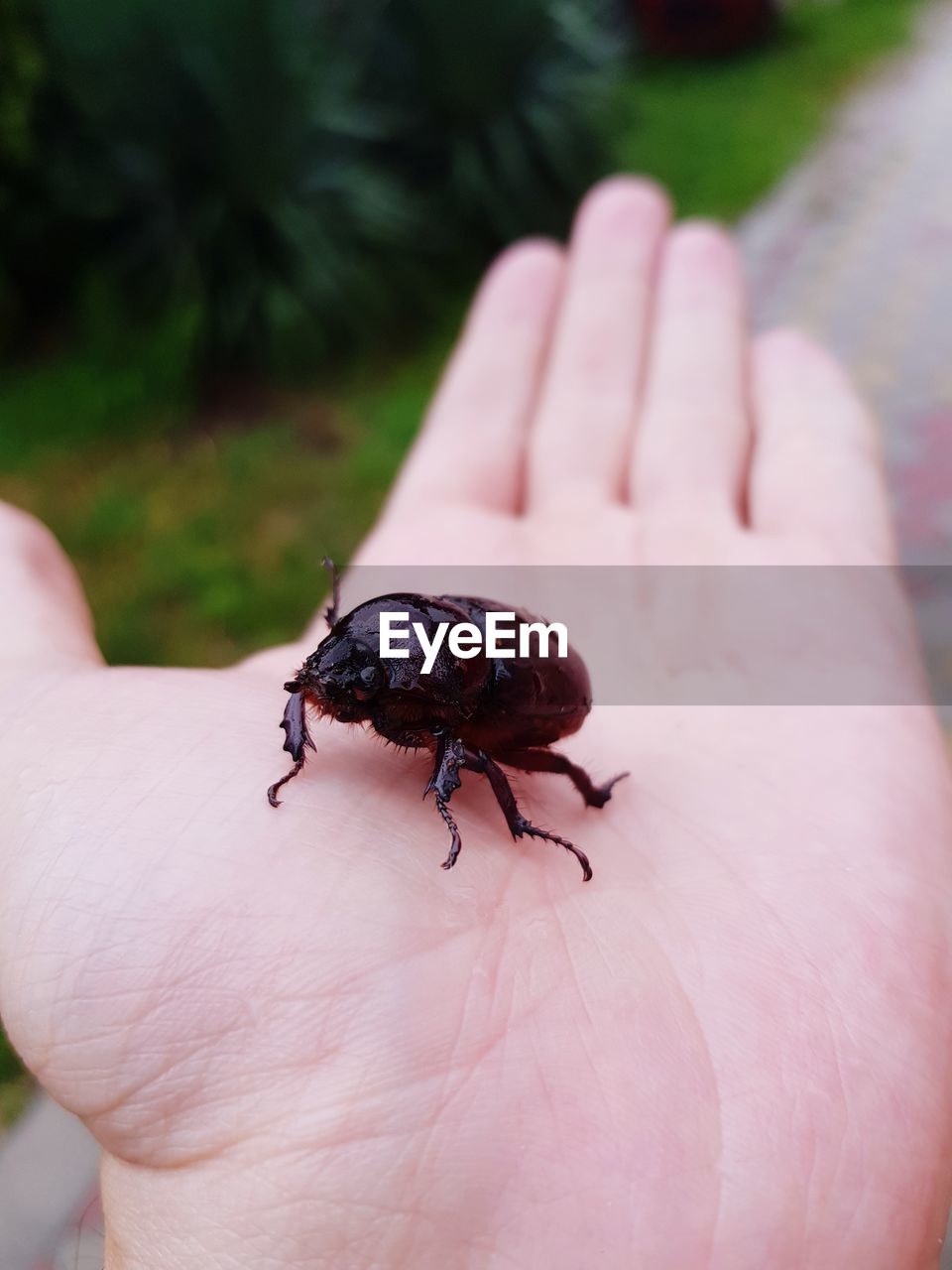 CLOSE-UP OF INSECT ON HUMAN FINGER