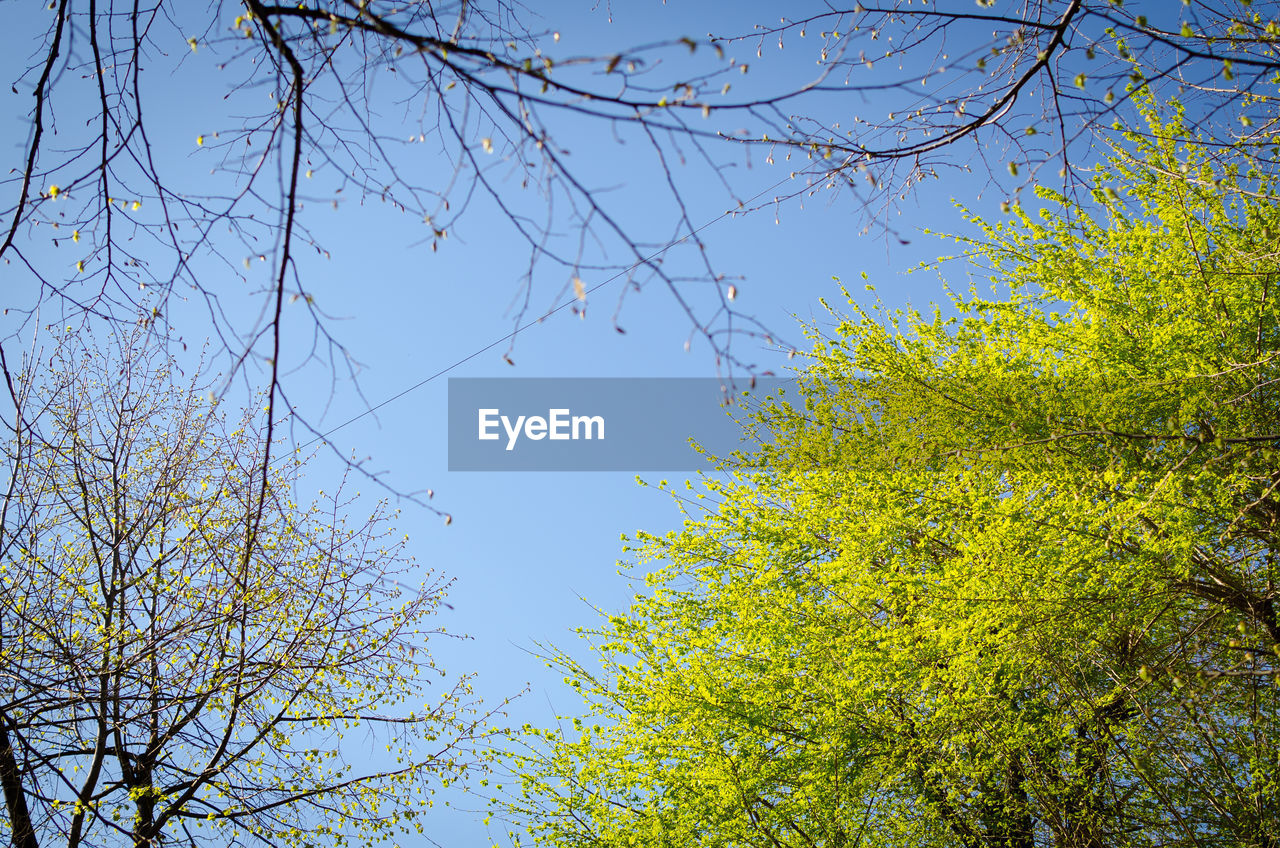 LOW ANGLE VIEW OF TREE AGAINST CLEAR BLUE SKY