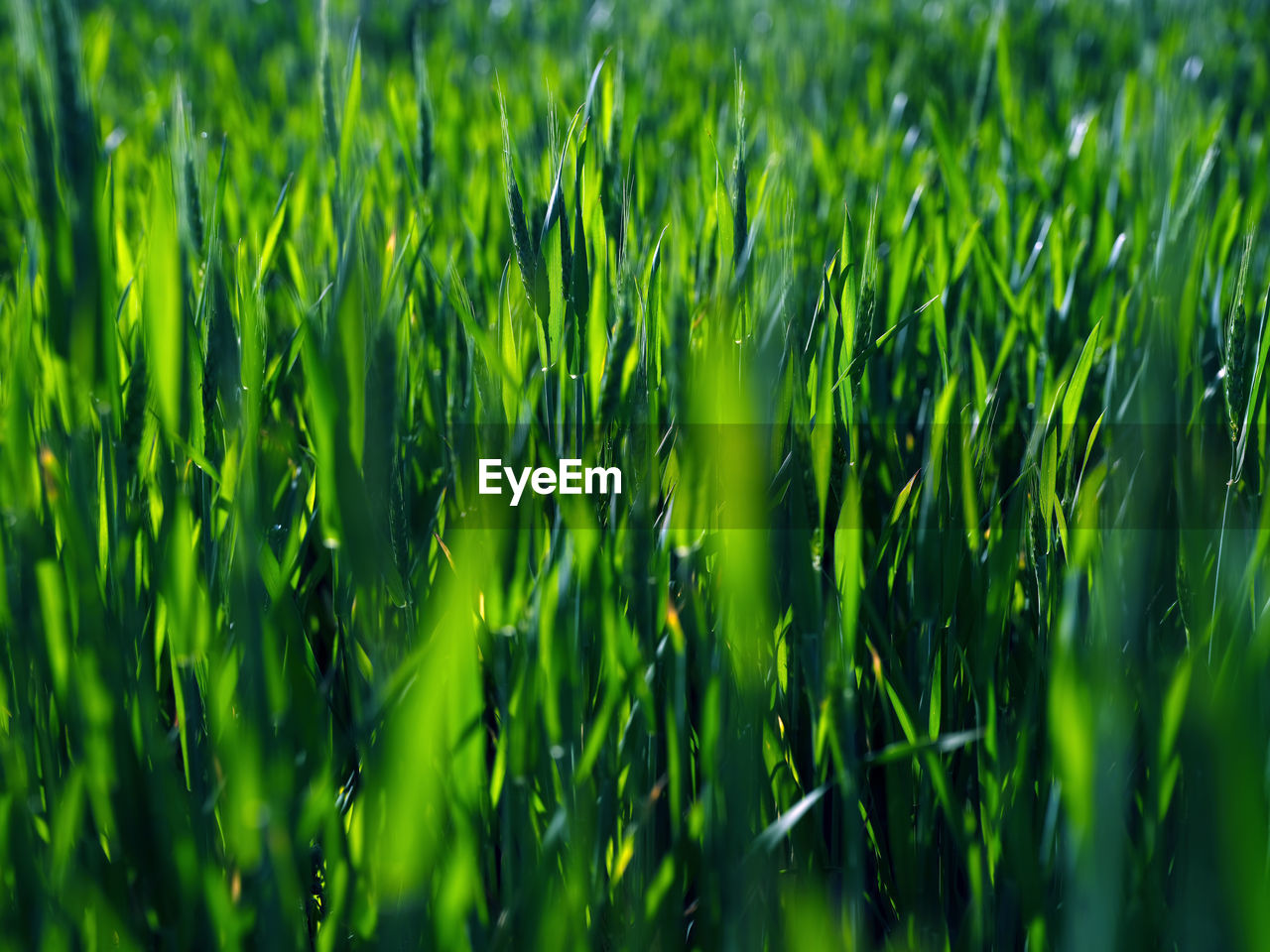 FULL FRAME SHOT OF CORN FIELD