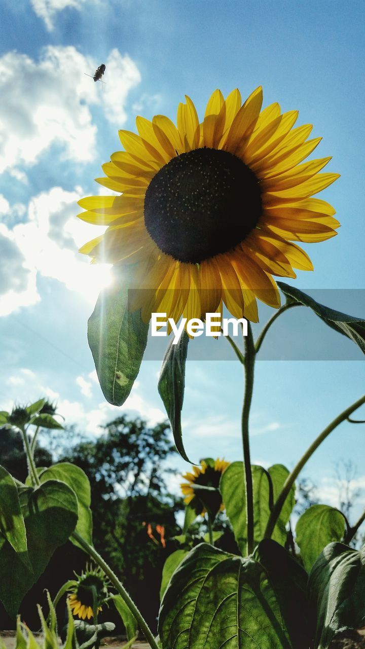 Low angle view of sunflower growing in field