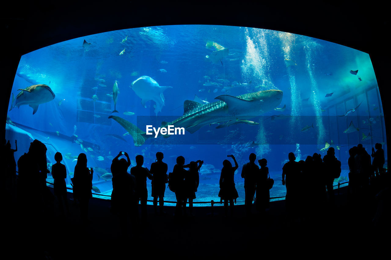 Silhouette people in front of fish tank at aquarium