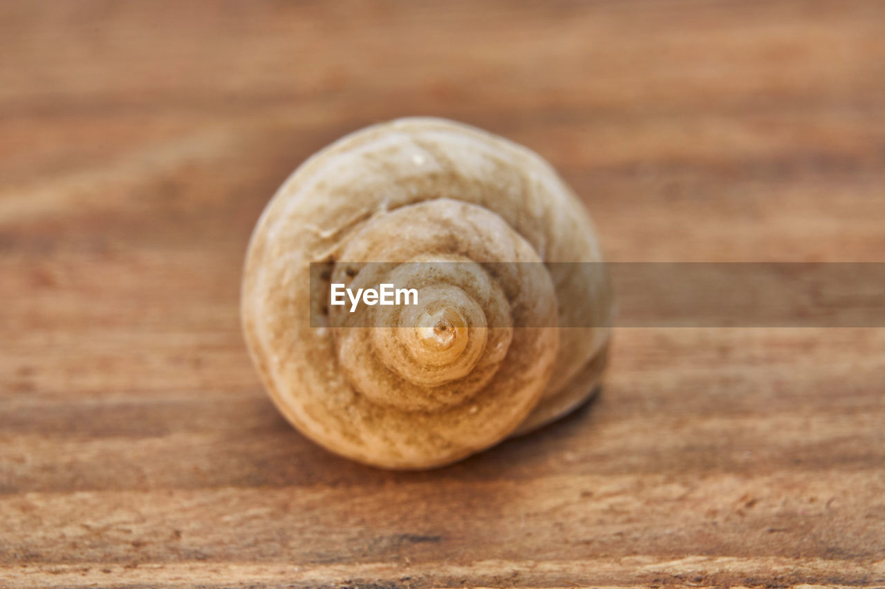 CLOSE-UP OF SNAIL ON A TABLE