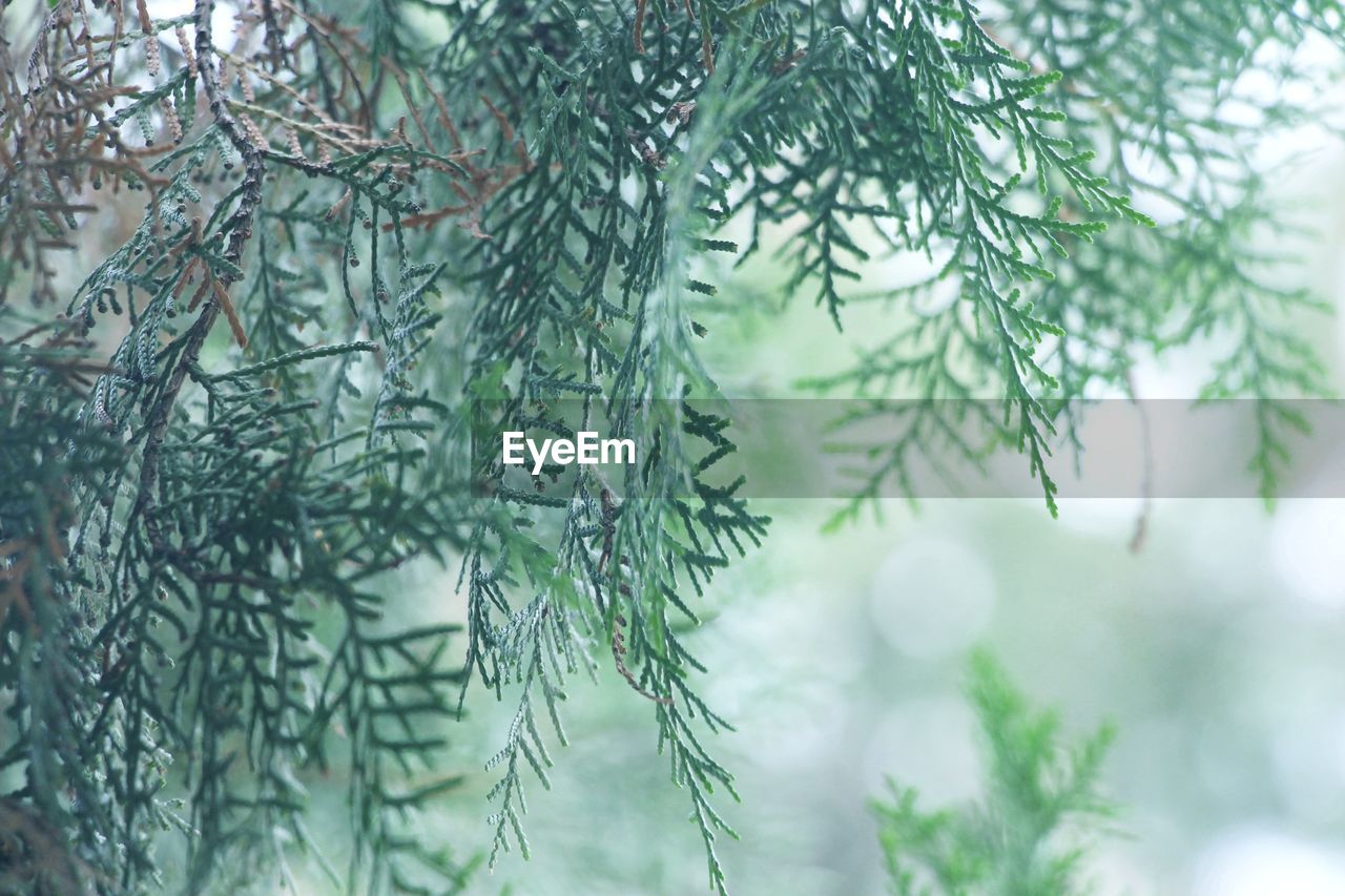 Close-up of pine tree branch