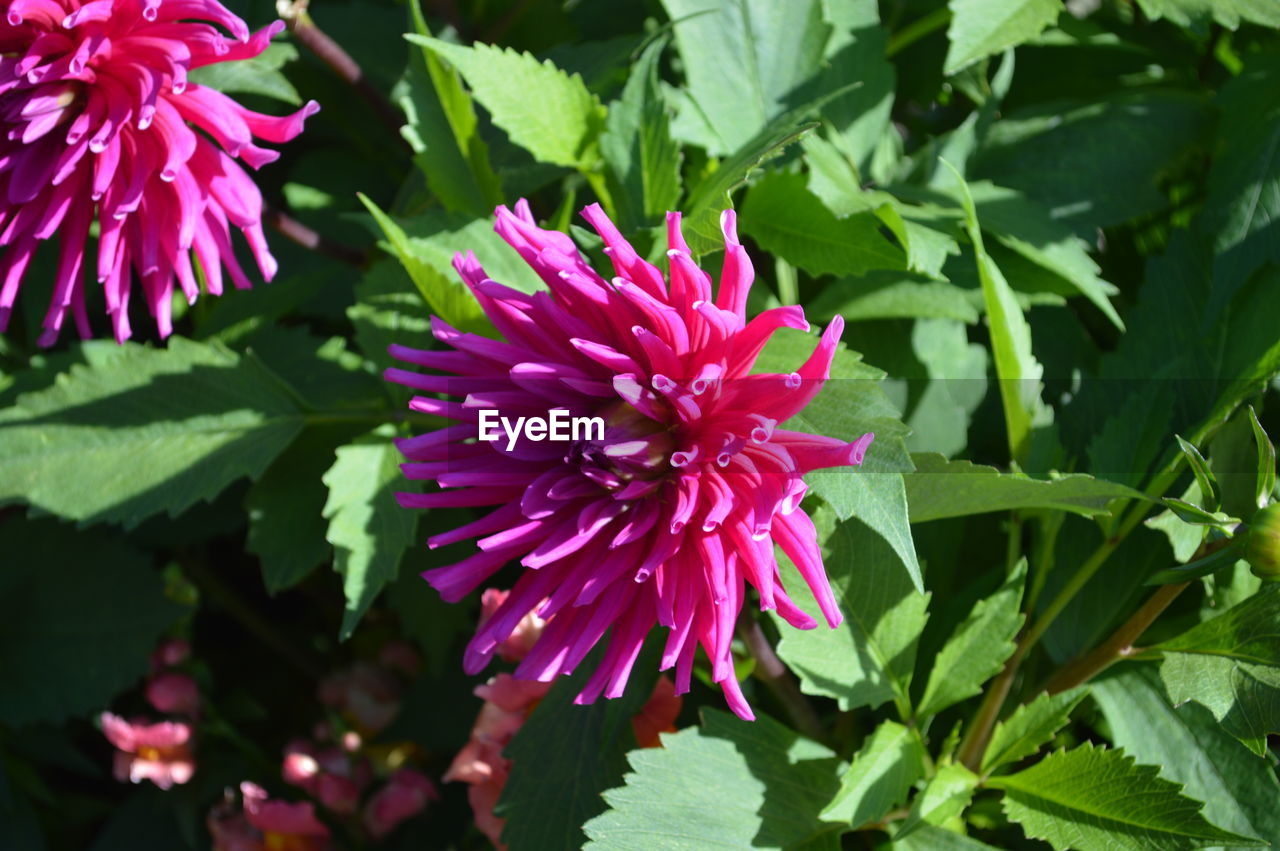 Close-up of pink flowers