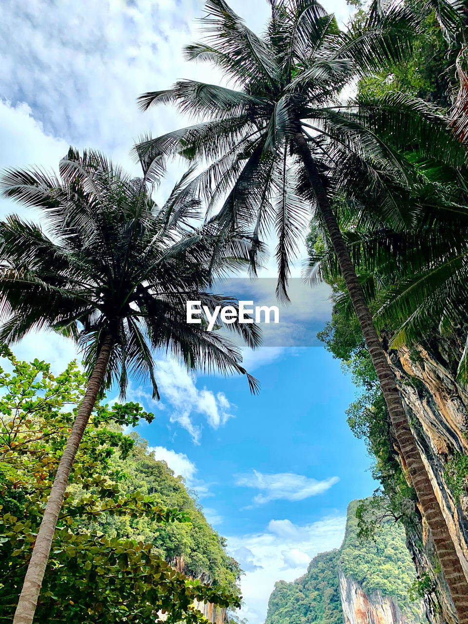 LOW ANGLE VIEW OF COCONUT PALM TREES