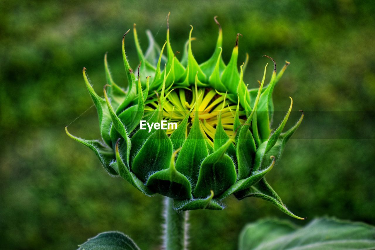 CLOSE-UP OF GREEN PLANT
