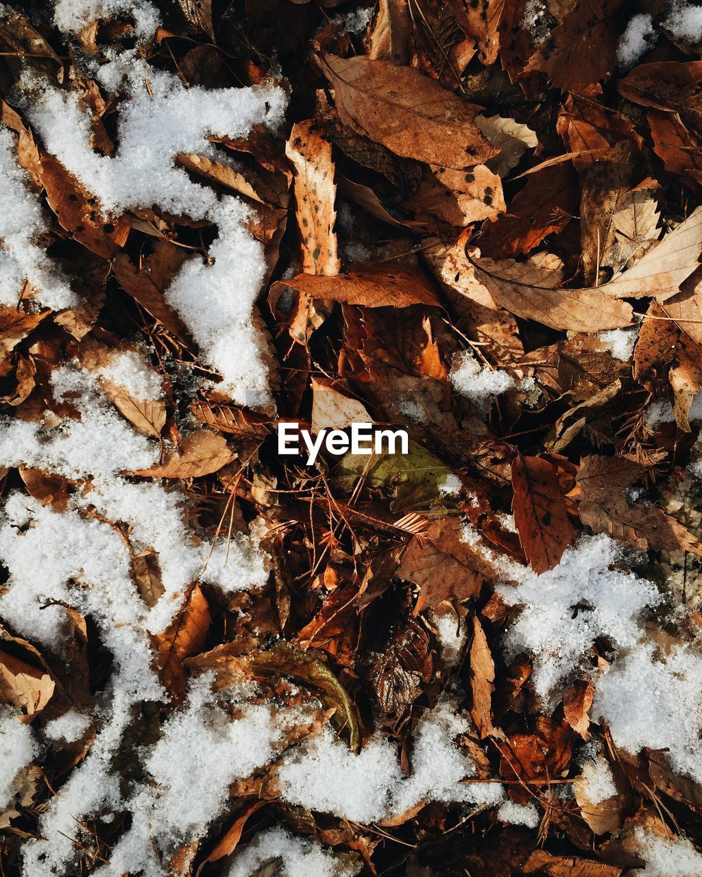 High angle view of dry leaves and snow on field