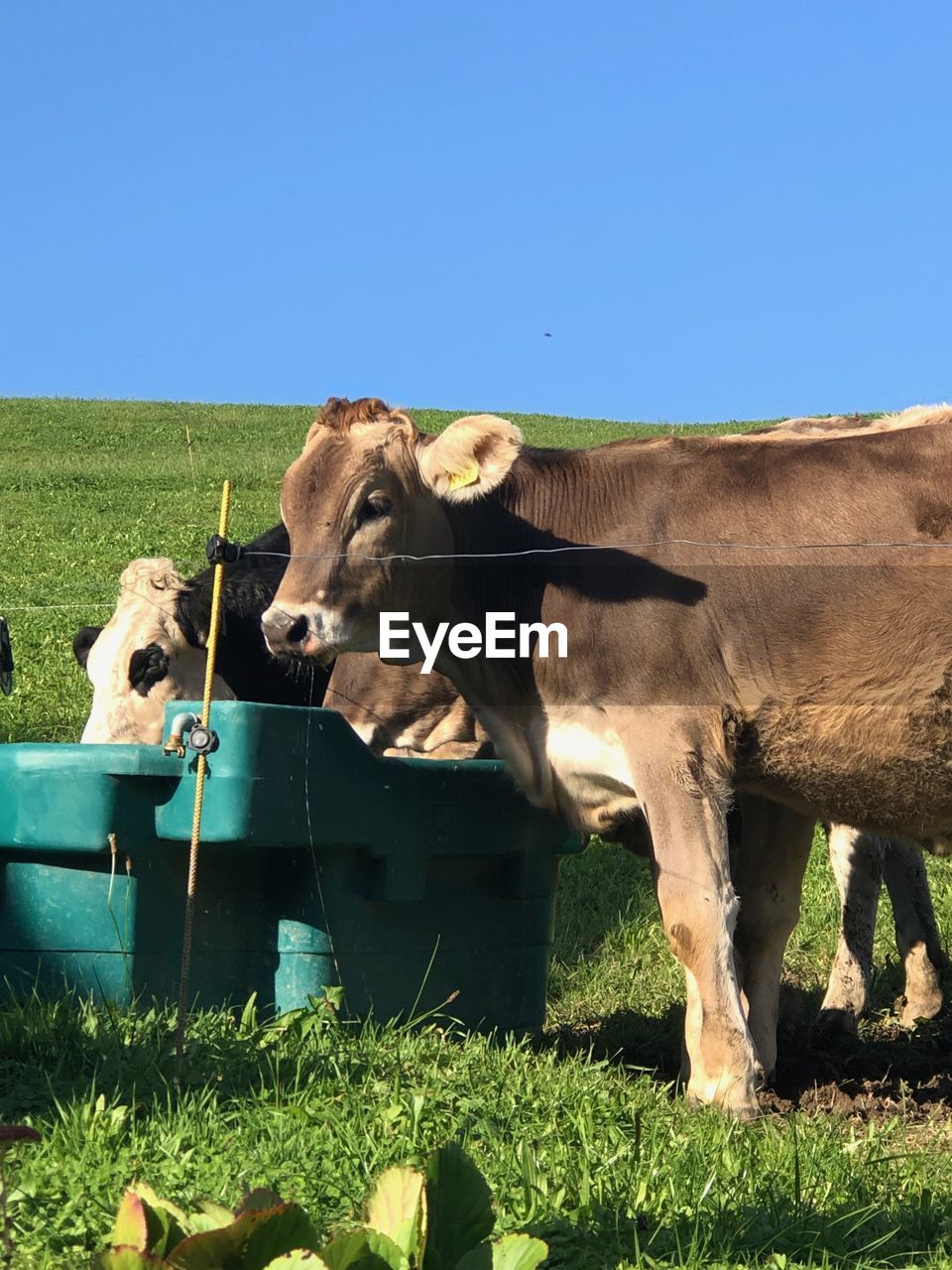 COWS ON FIELD