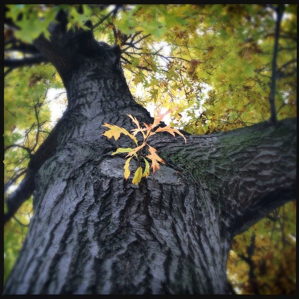 TREE TRUNK IN FOREST