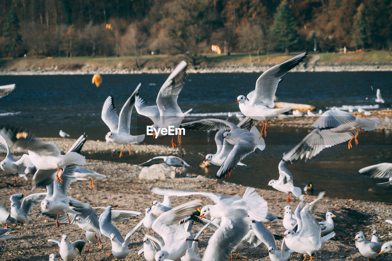 SEAGULLS FLYING OVER LAKE AGAINST SKY