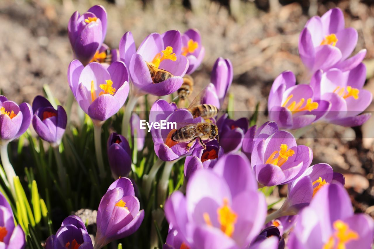 CLOSE-UP OF PURPLE CROCUS FLOWERS ON FIELD