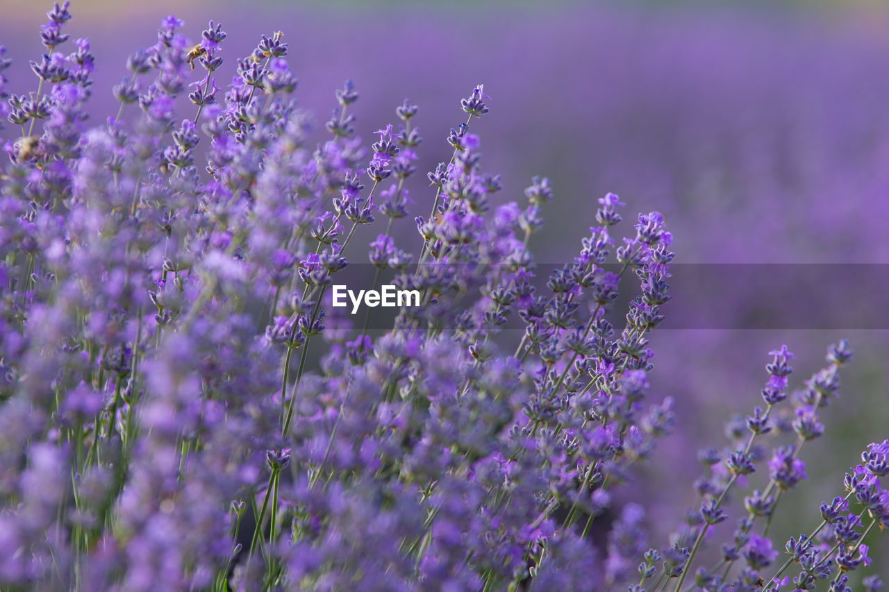 CLOSE-UP OF PURPLE FLOWERING PLANTS