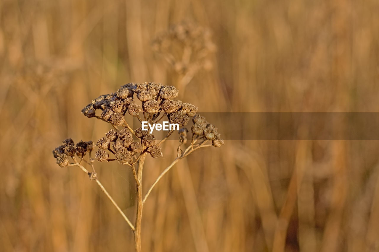 Close-up of dry plant on field